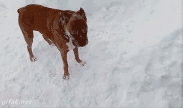 bcajf2.gif