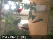 bcd8ce.webp