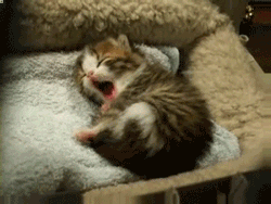 bcfc0d55aae8b14db29.gif