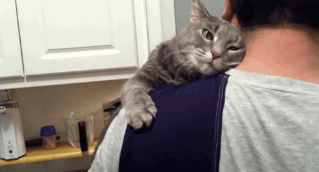 bcfjd2.gif