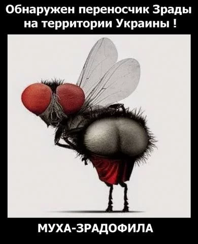 bd0afh.webp