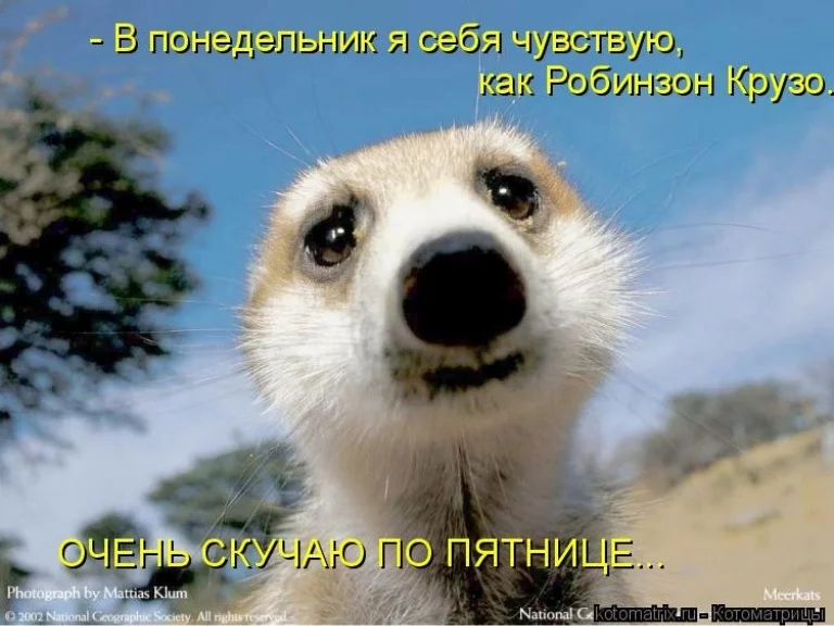 bd1hcc.webp