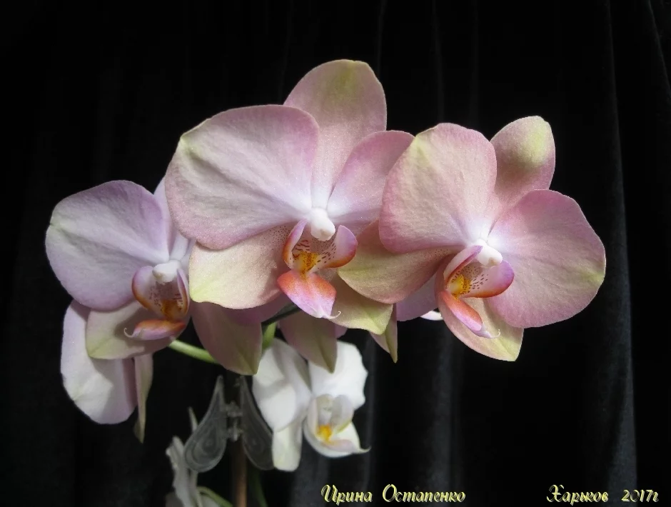 bd3bce.webp