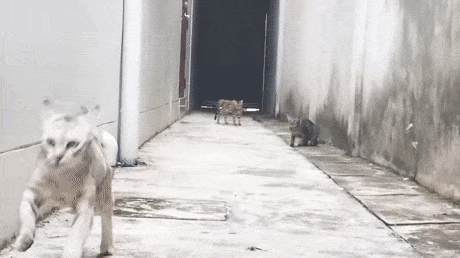 bdb3jj.gif