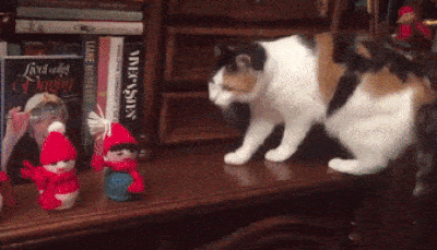 bde9a959cd67f8e288.gif
