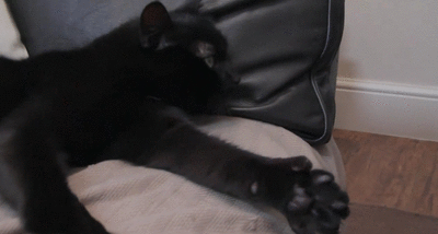 bdf340ad0555bf99aa36e.gif