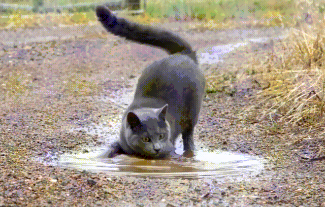 be2eb0d97fb9e81a.gif