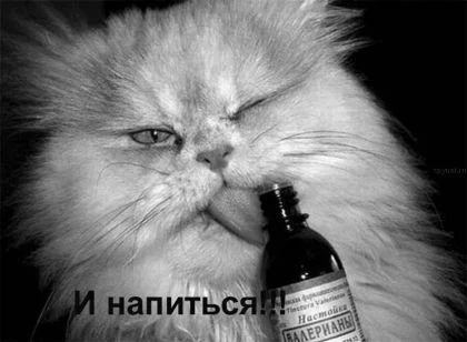 be9fed.webp