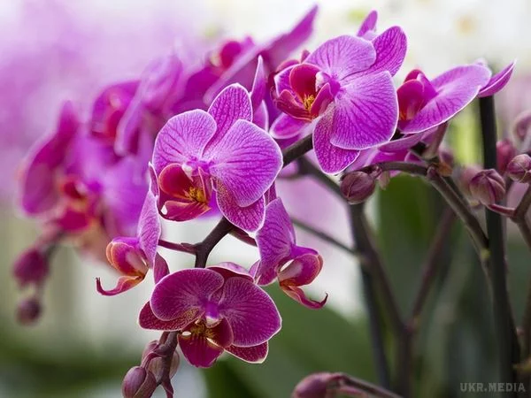 beajb3.webp