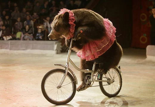 bear-on-bike.webp