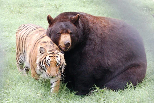 bear3.webp