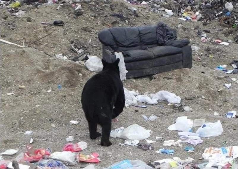 bear_seat_01.webp