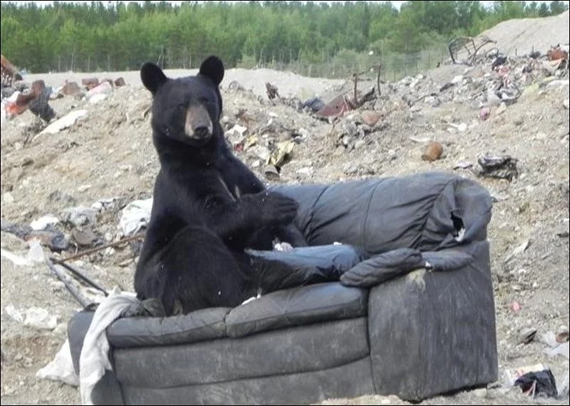 bear_seat_02.webp
