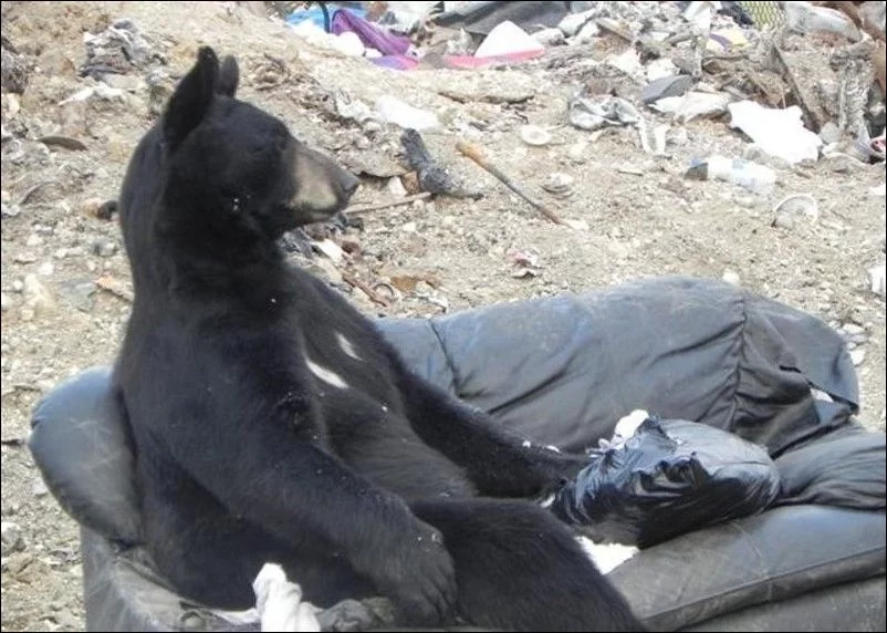 bear_seat_03.webp