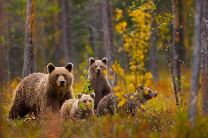 Bears_16.webp