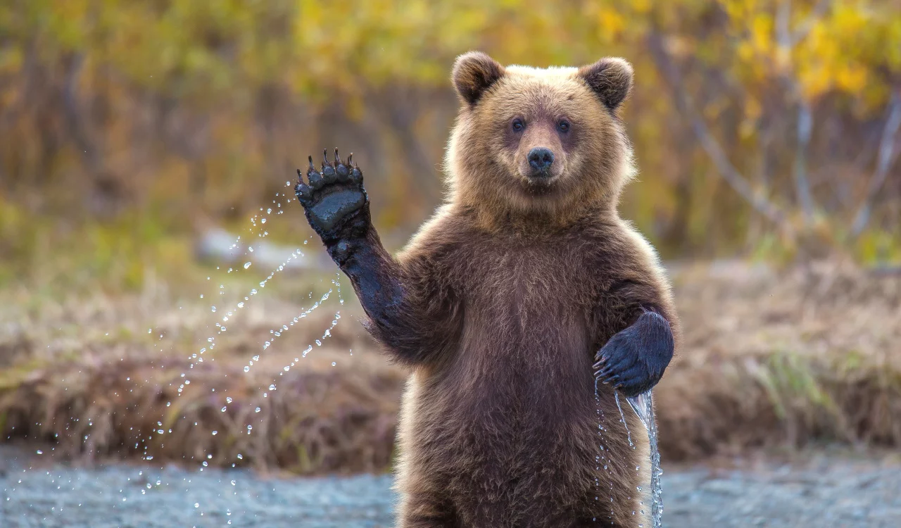 bearwaving_56120800.webp