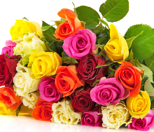 Beautiful+coloured+flowers+pictures..jpg