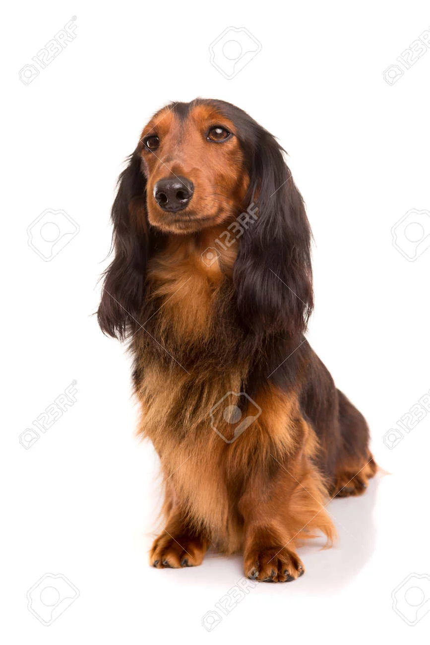 -beautiful-long-hair-teckel-dachshund--Stock-Photo.webp