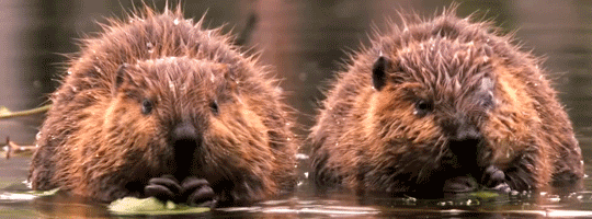 beaver-27.gif