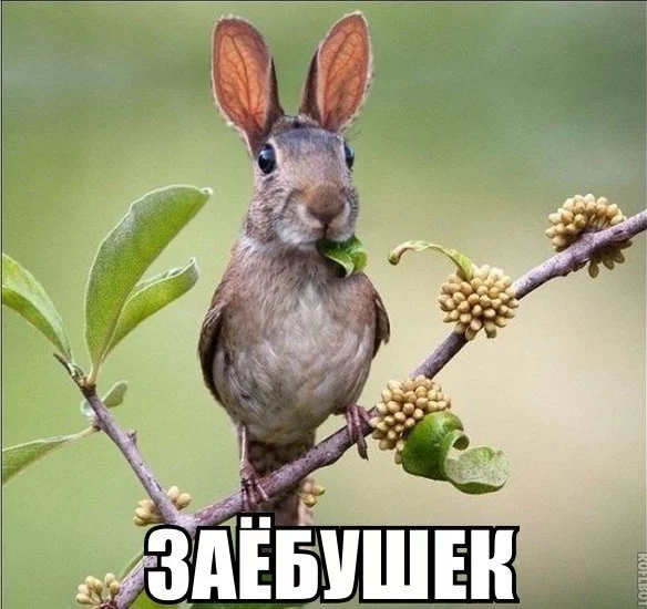 bebdj2.webp