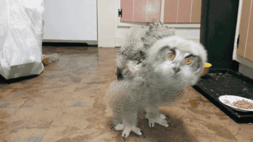 bec21bb7a5106ff94c468.gif