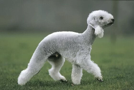 Bedlington%20terrier.webp