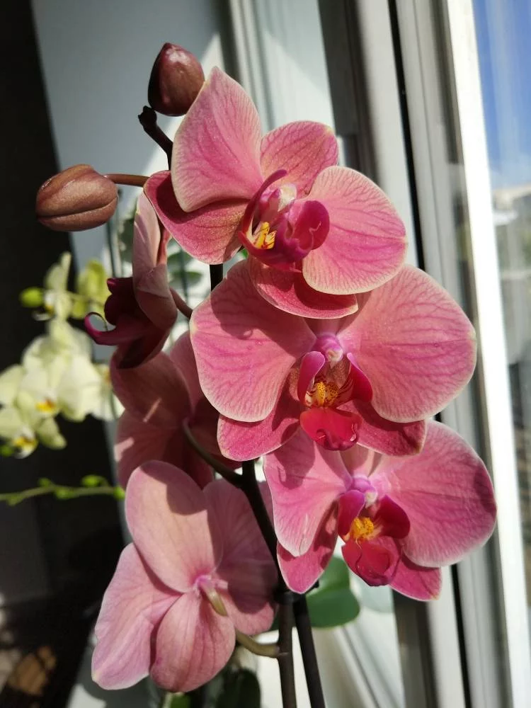 befb6a.webp
