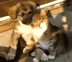 behah7.gif