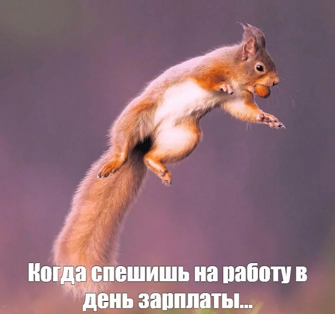 Belka.webp