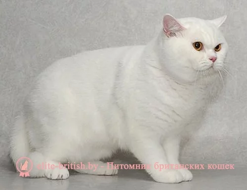 Belyj%20kot%2011.webp