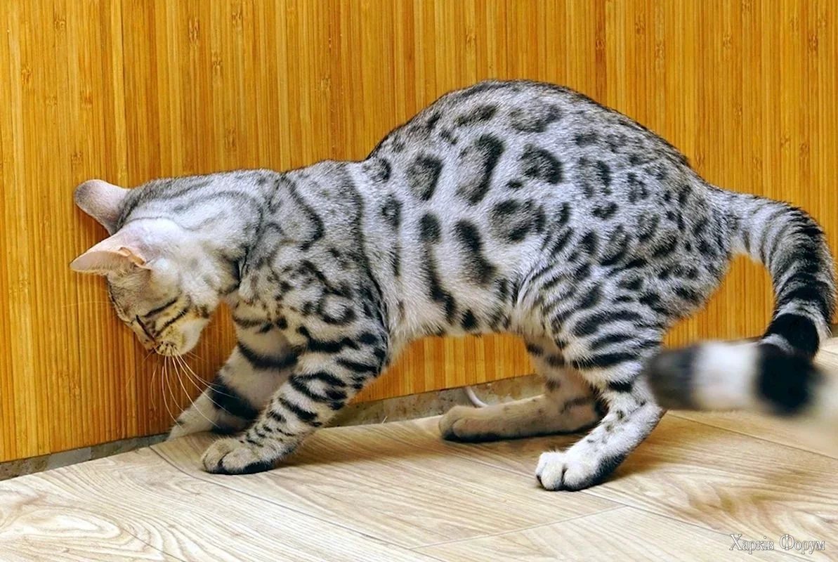 bengal-silver-tabbi-1-1.webp