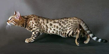 bengal.webp