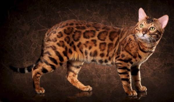 bengalskij-kot-4.jpg