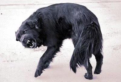 beshenstvo-u-sobak.webp
