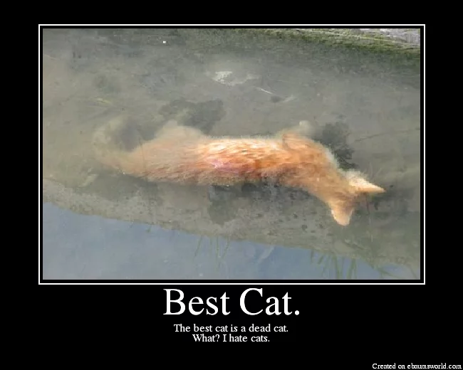 BestCat-1.webp