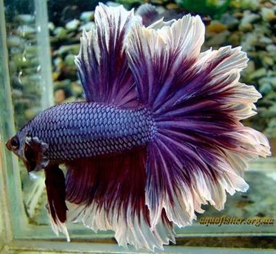 Betta-splendens_Rosetail-Feathertail.webp