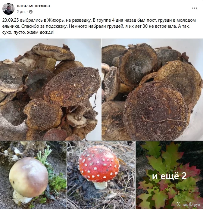 грибы Харьковщина