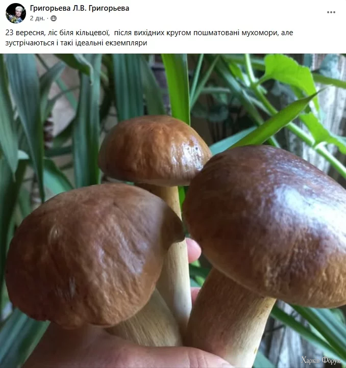 грибы Харьковщина