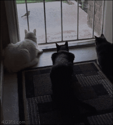 bf0eb6c0a8a44b4fc6990f.gif