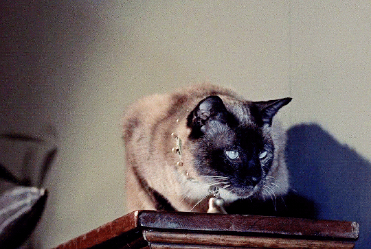 bf1968d2eaf104887beec2c05a64ede0109b57ce.gif