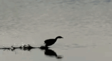 bf2acd.gif