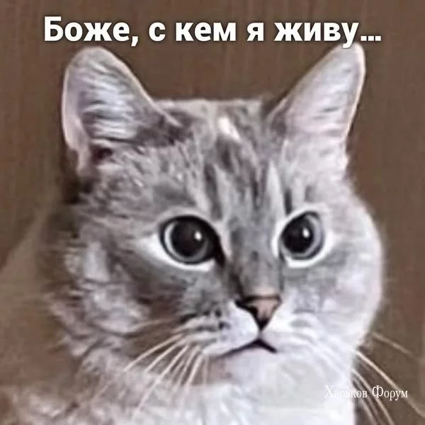 bf5de9a548e0949f.webp