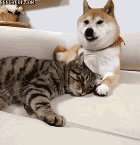 bf6jfj.gif