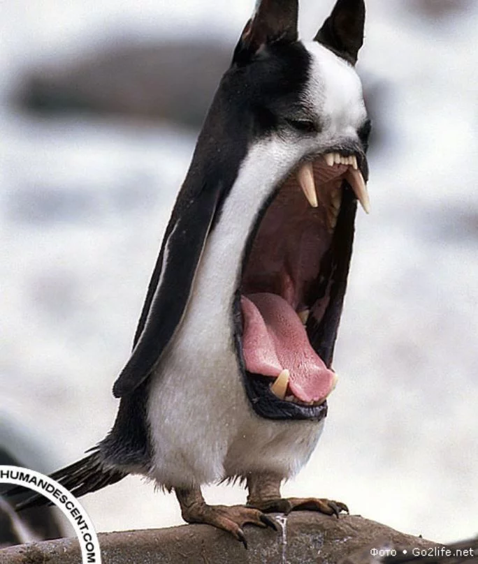 bfaj2g.webp