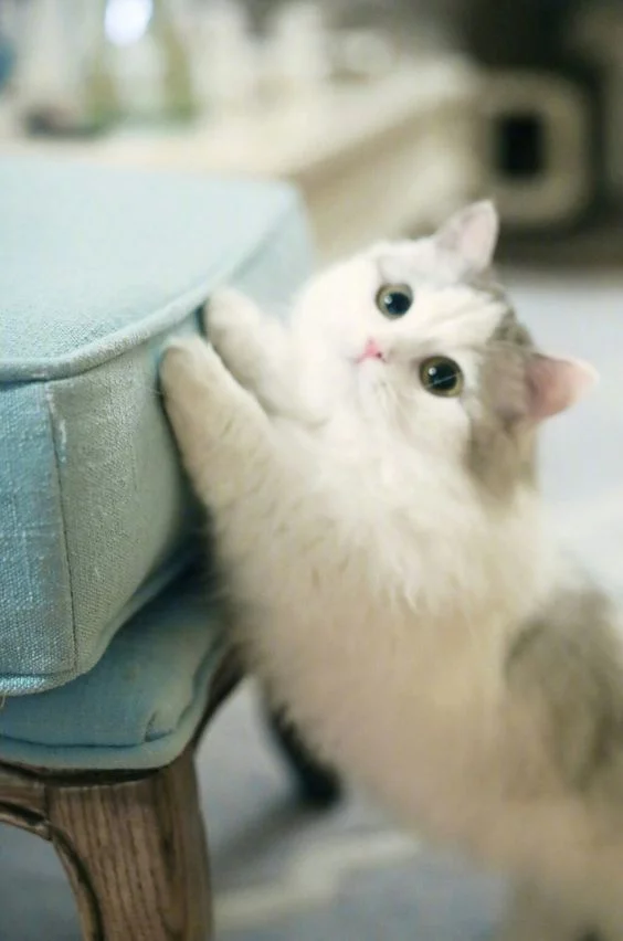 bfc0ec.webp