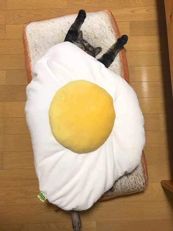 bfdgj9.webp
