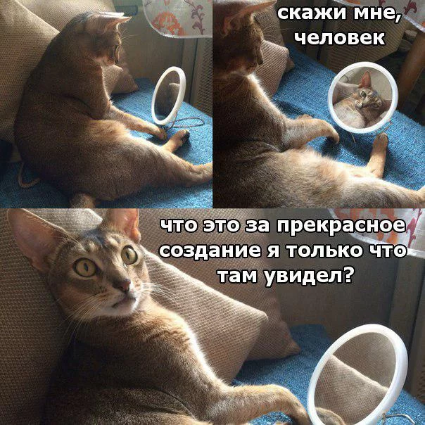 bfgda7.webp