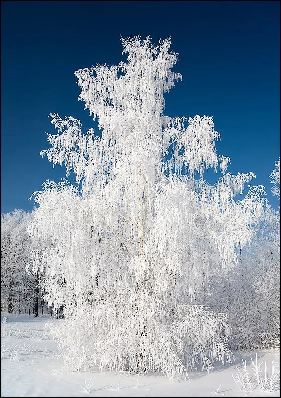 bfoto_ru_1378.webp