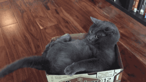 bg2cee.gif