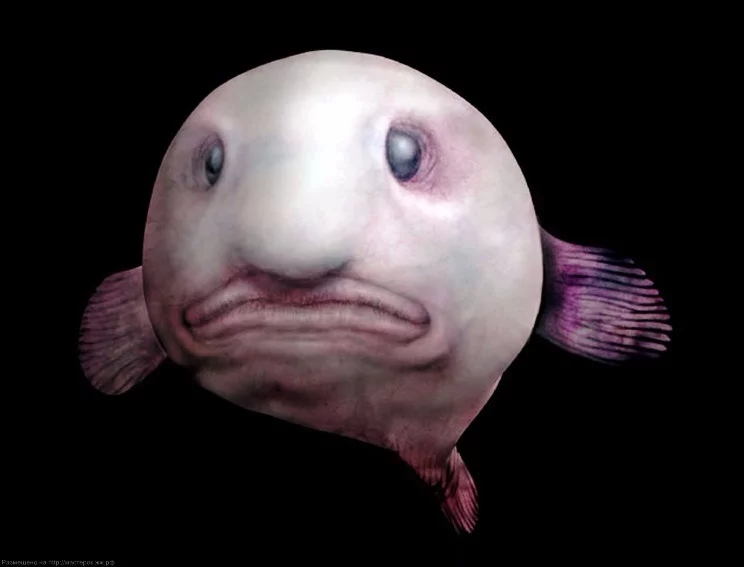 bgeg7h.webp